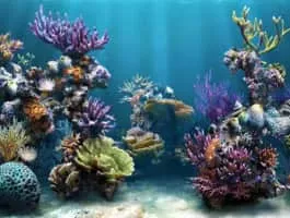 Coral reef - 