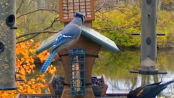 Cornell Lab of Ornithology - 