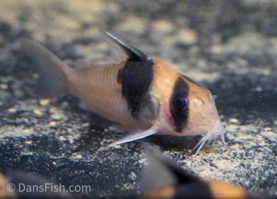 Corydoras bicolor - 