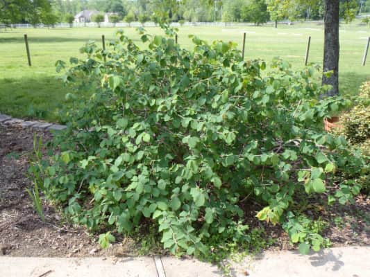 Corylopsis platypetala - 