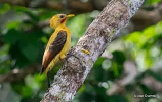 Cream-colored woodpecker - Bird