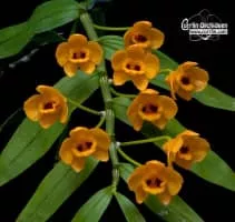 Dendrobium chrysanthum - Plants