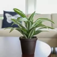 Dracaena - Plants