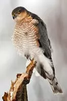 Eurasian sparrowhawk - Bird