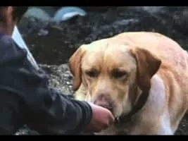 Far from Home: The Adventures of Yellow Dog - 1995 ‧ Adventure/Family ‧ 1h 27m