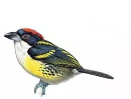 Five-colored barbet - 