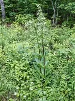 Frasera caroliniensis - 