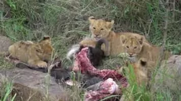 Hamir Thapar - Sanjana Kapoor's son