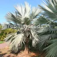 Latania loddigesii - 