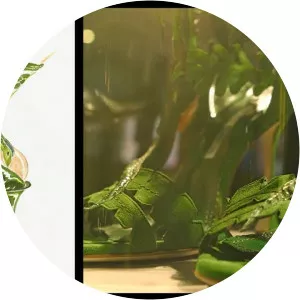 Manolo: The Boy Who Made Shoes for Lizards - 2017 ‧ Drama/Documentary ‧ 1h 30m