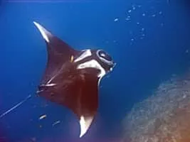 Manta ray - Fish