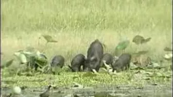 Matagorda - Town in Texas