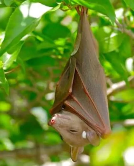 Megabat - Animal