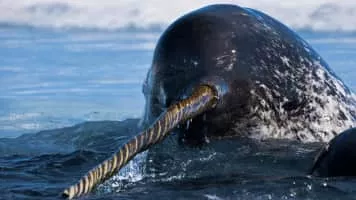 Narwhal - Animal
