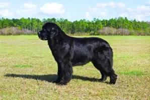 Newfoundland dog - Dog breed
