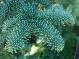 Noble fir - Plants
