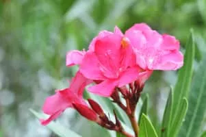 Oleander - Plants