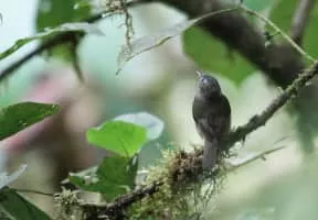 Olive-striped flycatcher