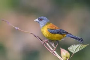 Patagonian sierra finch - Bird