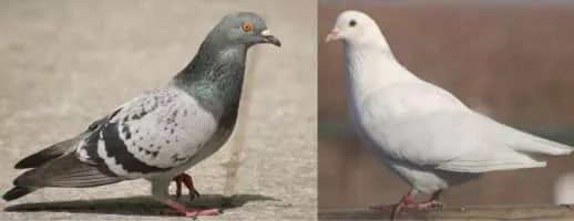 Pigeons and doves - Bird