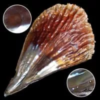 Pinna rudis - 