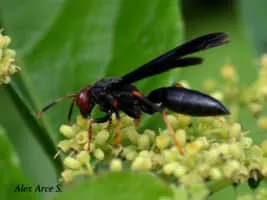 Polistes erythrocephalus - 