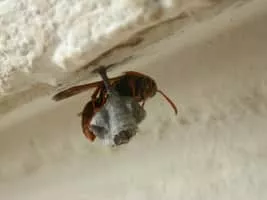 Polistes humilis - Insect