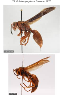 Polistes perplexus - 