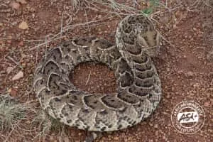 Puff adder - Reptile