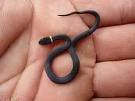 Ring-necked snake - 