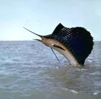 Sailfish - Fish