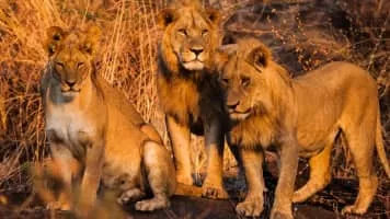 Savage Kingdom - TV series