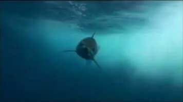 Shortfin mako shark - 