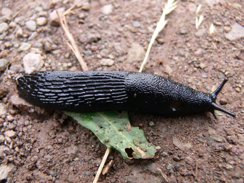 Slug - Animal