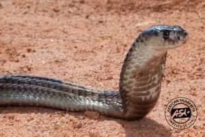 Snouted cobra - Reptile