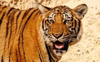 South China tiger - Animal