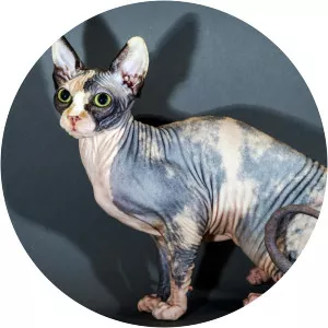 Sphynx cat - Cat breed
