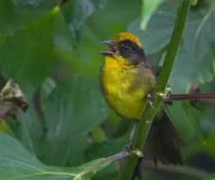Tricolored brush finch - Bird