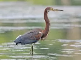 Tricolored heron - Birds