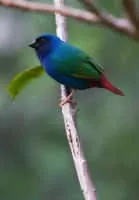 Tricolored parrotfinch - Birds