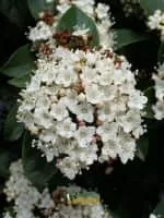 Viburnum - Plants