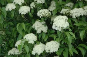 Viburnum lentago - Plants