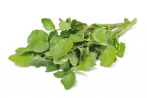 Watercress - Vegetable