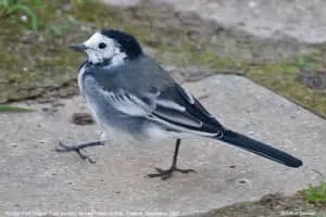 White wagtail - Bird