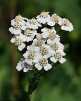 Yarrow - Plants