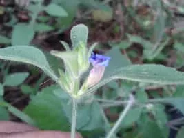 Acanthaceae - Plants