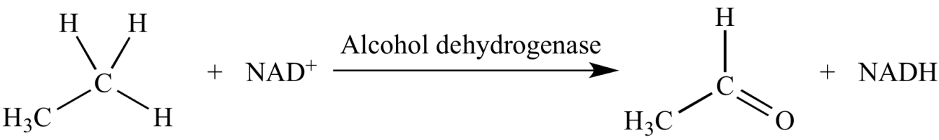 Alcohol dehydrogenase - 