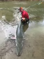 Alligator gar - Fish
