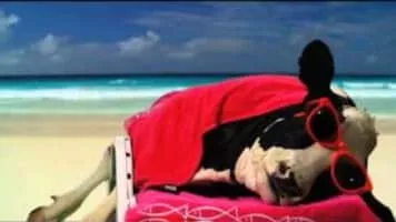 Brent Holmes - Musical artist