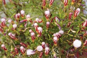 Candy cane sorrel (Oxalis Versicolor) - 
